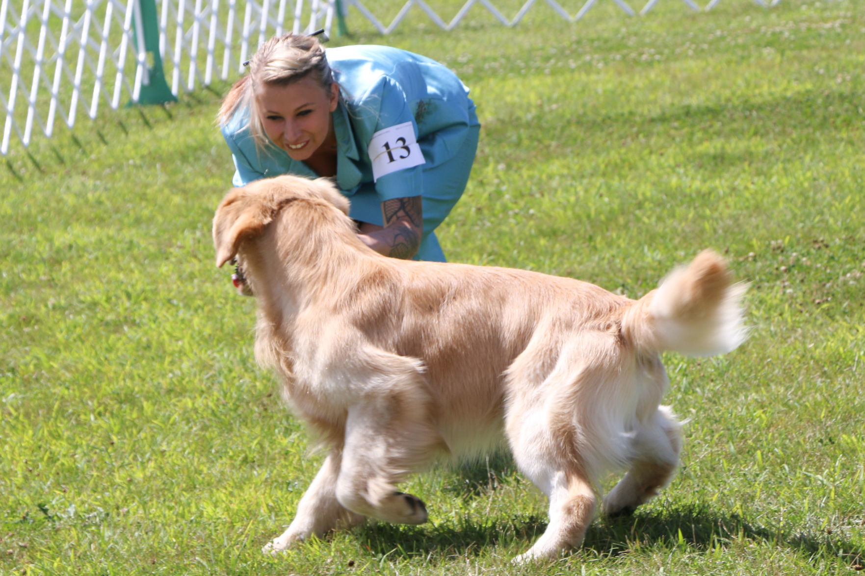 Dog show